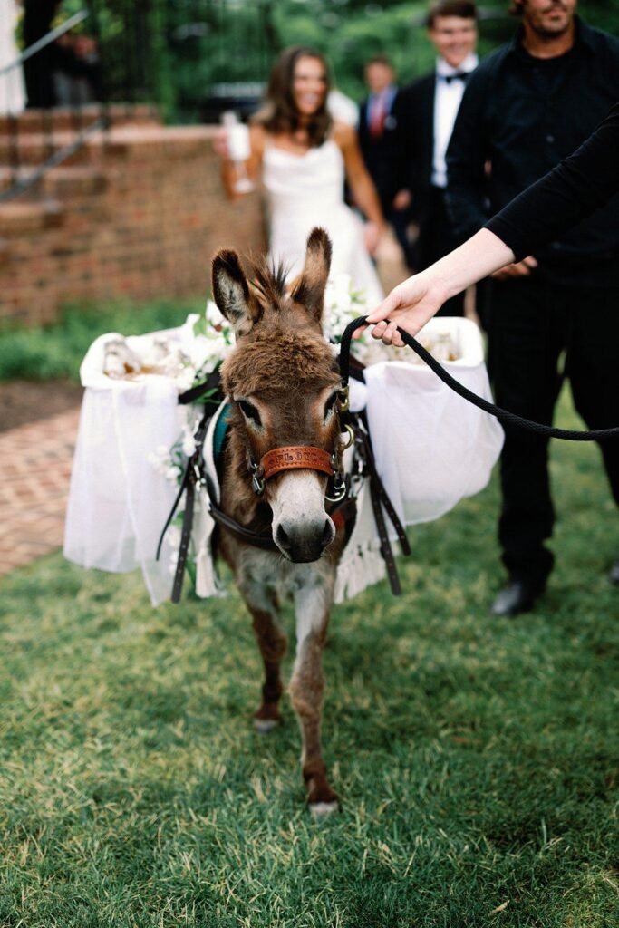 Audra Jones Photography beer donkey cocktail hour